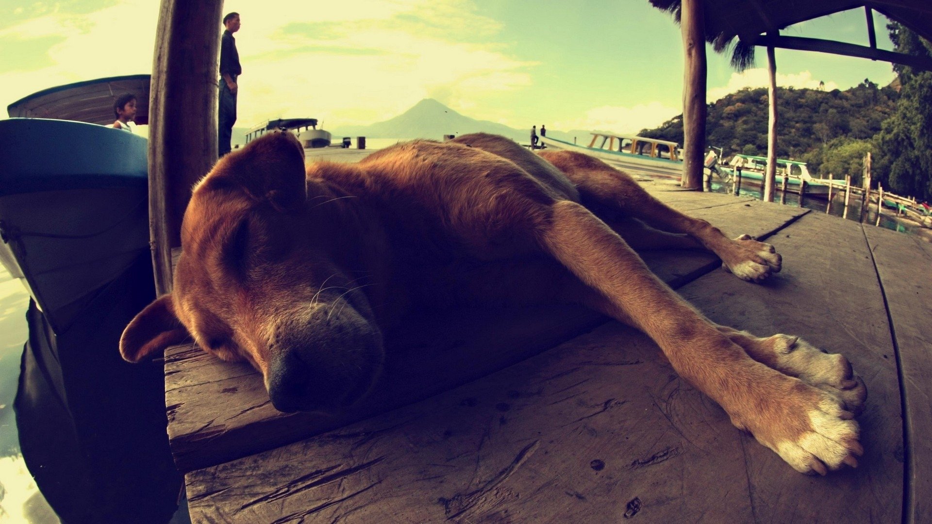 wall, Animals,  5 Wallpaper