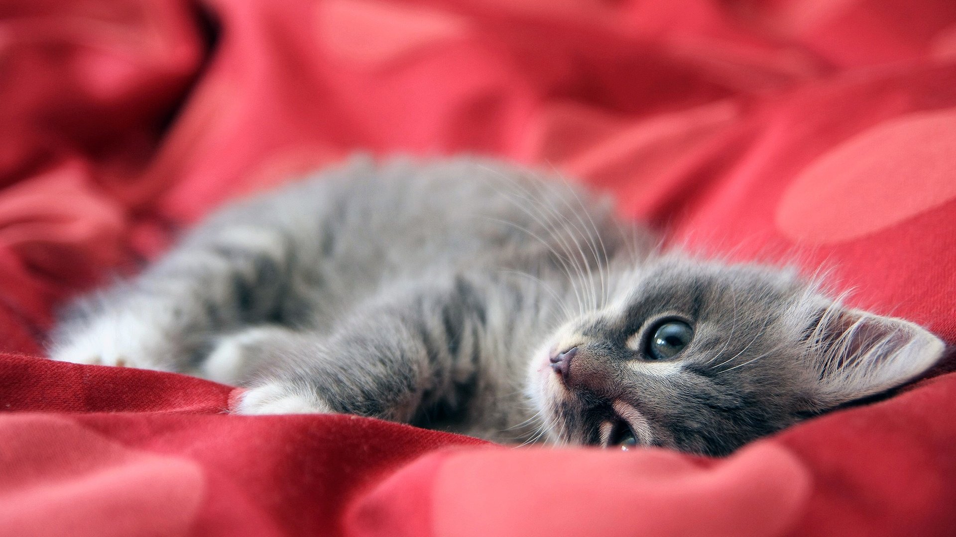 wall, Animals,  11 Wallpaper