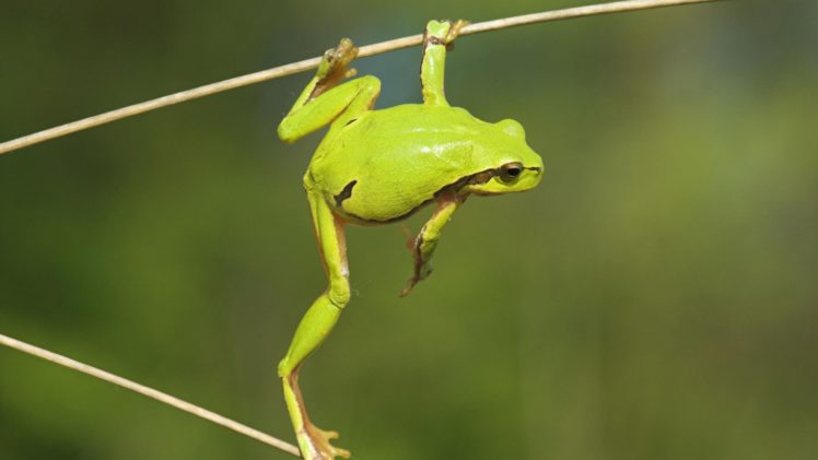 wall, Animals,  17 HD Wallpaper Desktop Background