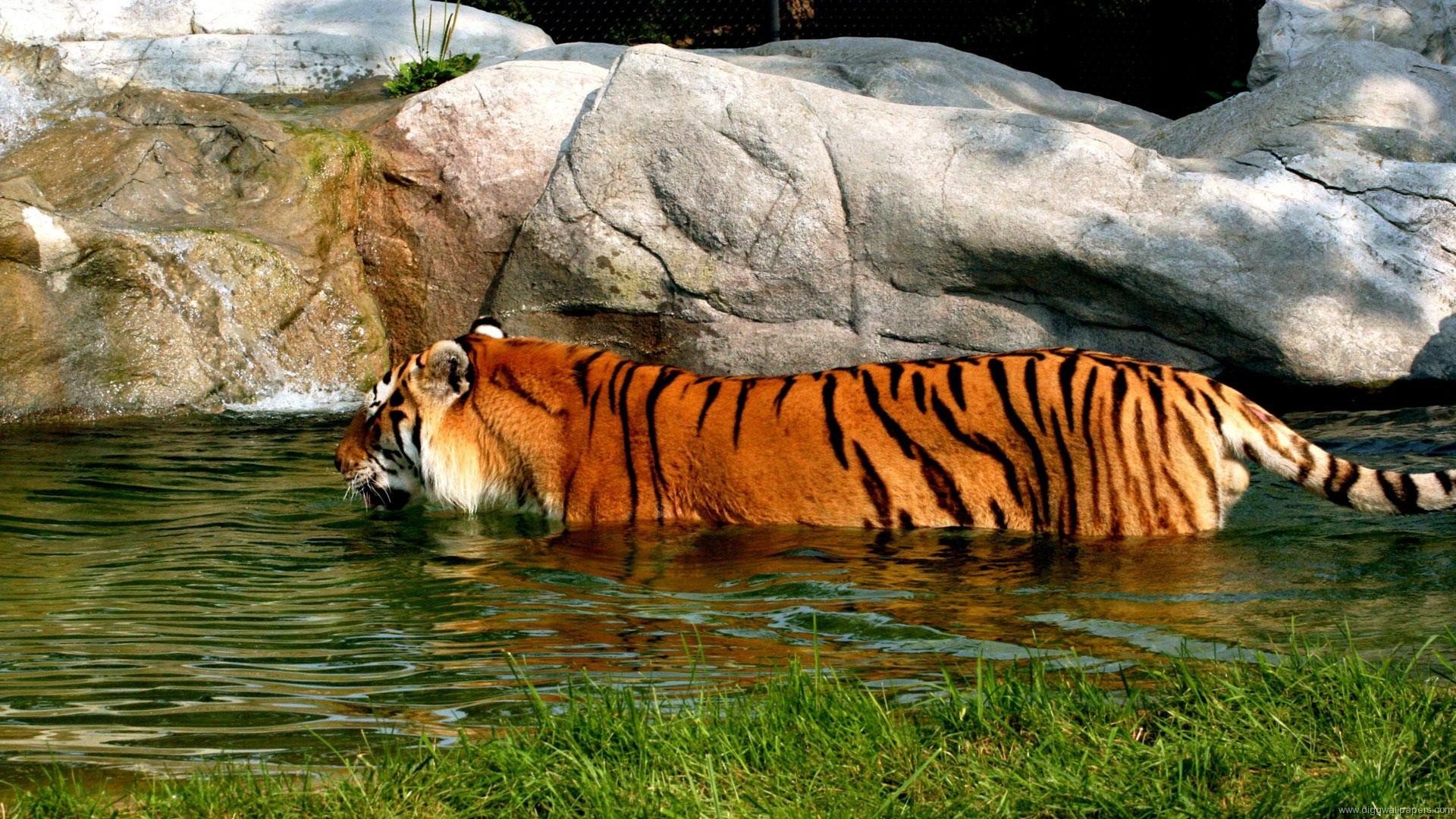 animals background 32 Wallpaper
