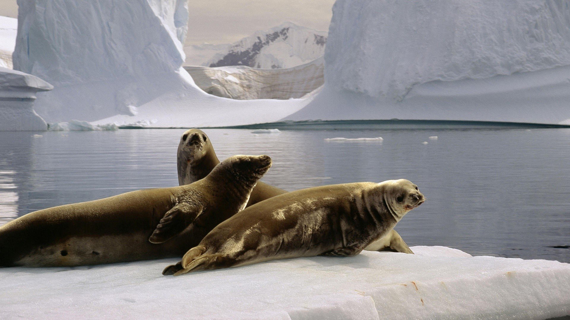 animals background 66 Wallpaper