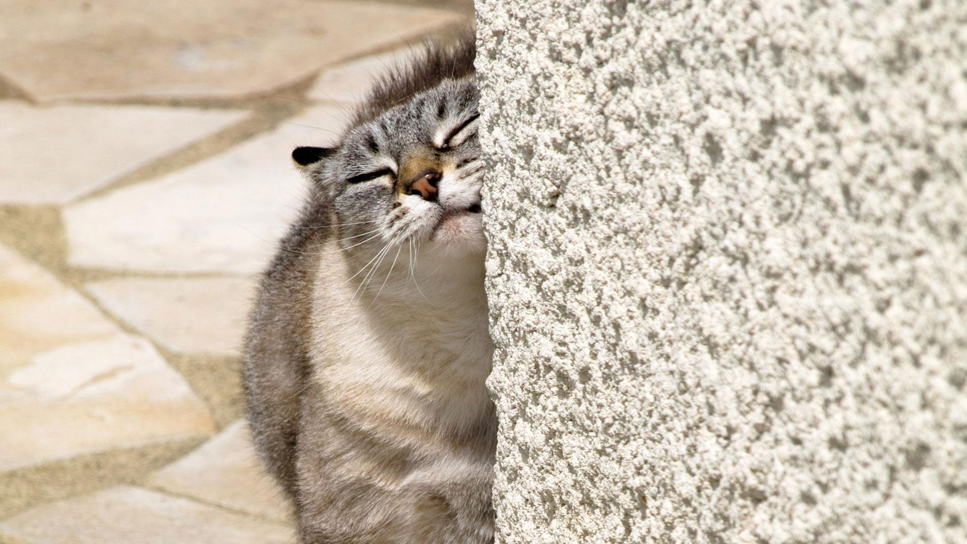 animals background 68 Wallpaper