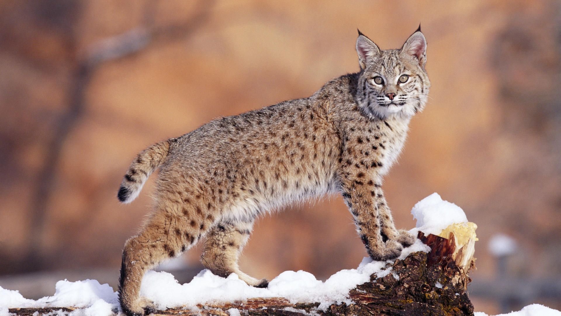 animals background 73 Wallpaper