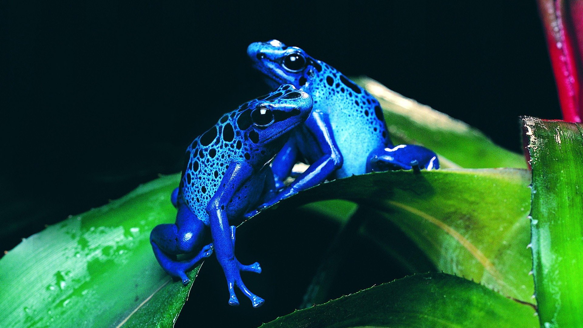 animals background 15 Wallpaper
