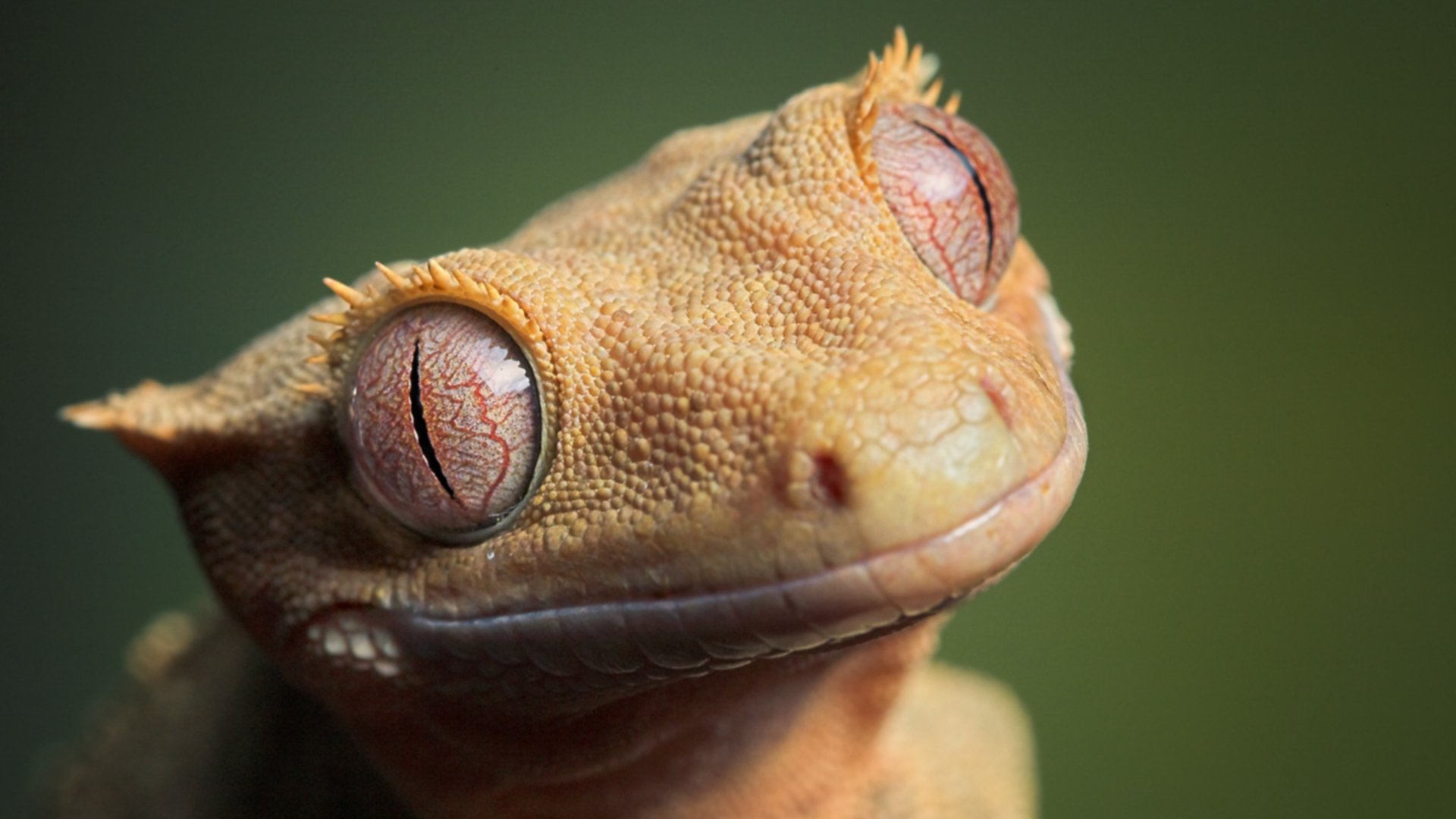 animals background 16 Wallpaper