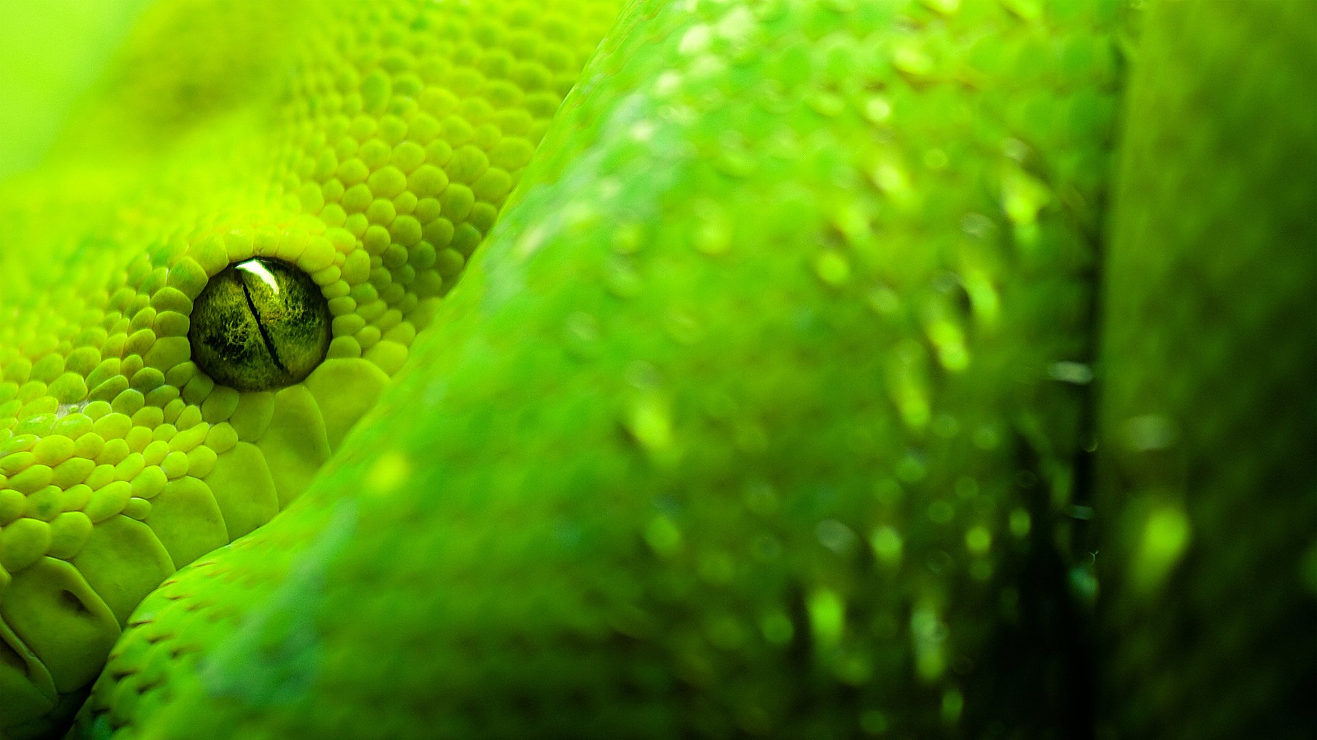 animals background 14 Wallpaper