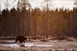 animals, Bears, Landscape, Mammals, Trees
