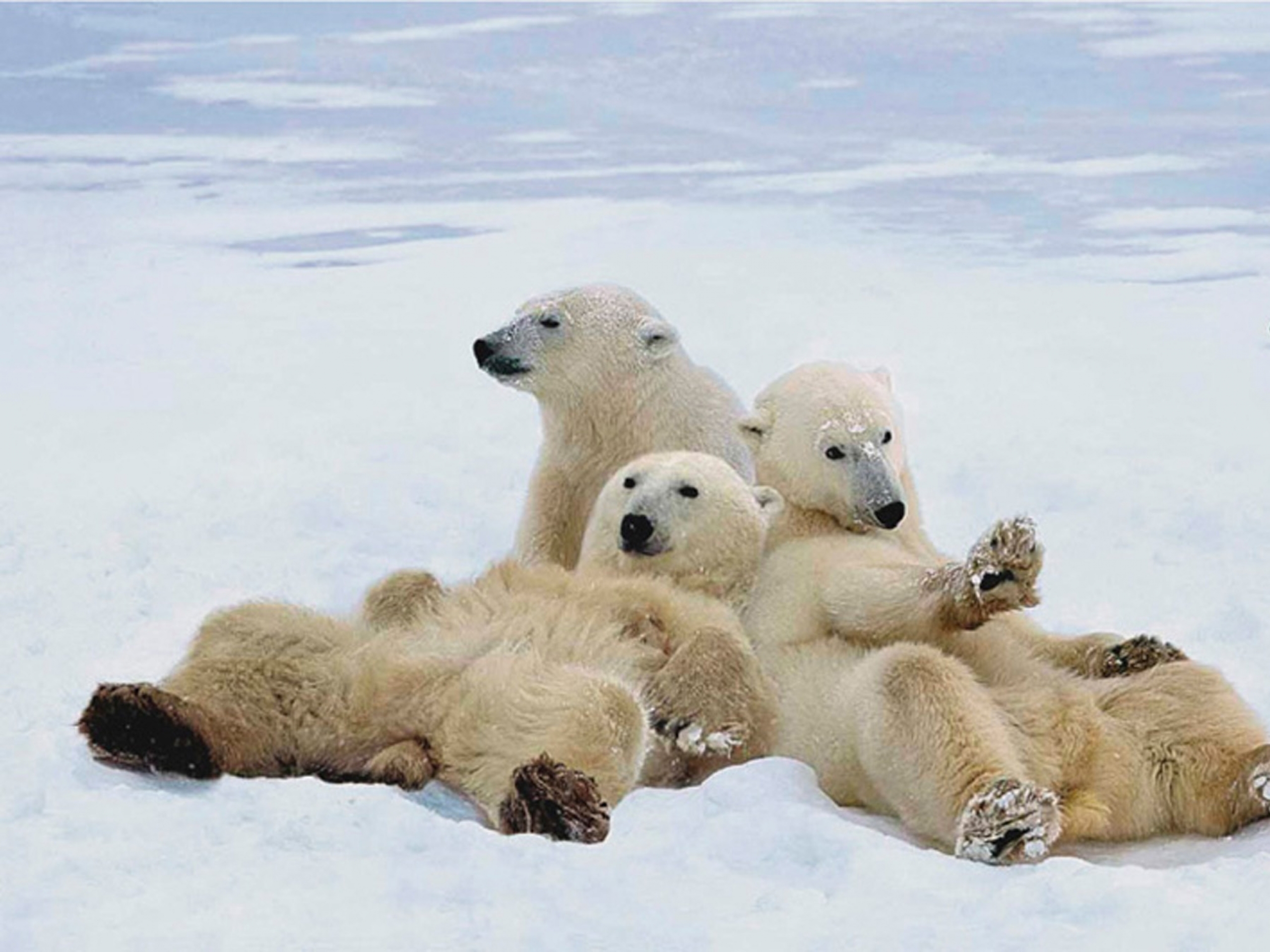 polar, Bears Wallpaper