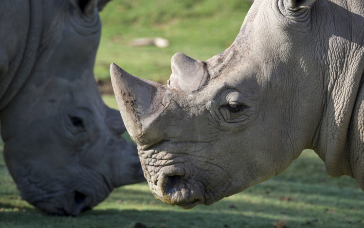 rhino, Rhinoceros HD Wallpaper Desktop Background