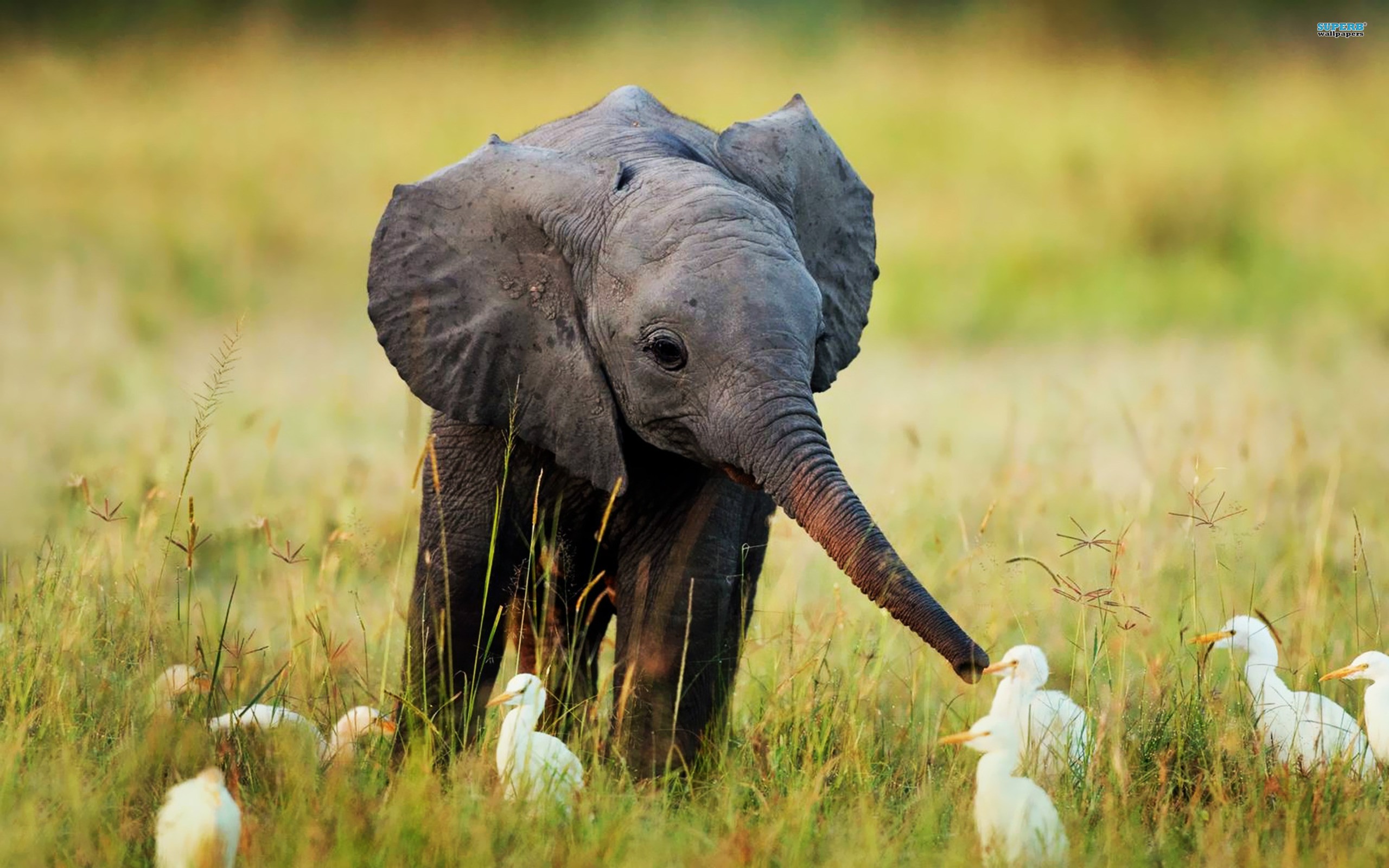 baby, Elephant Wallpaper