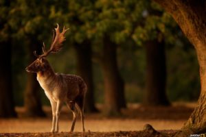animals, Blurred, Deer, Depth, Of, Field, Fall, Horns, National, Geographic, Trees