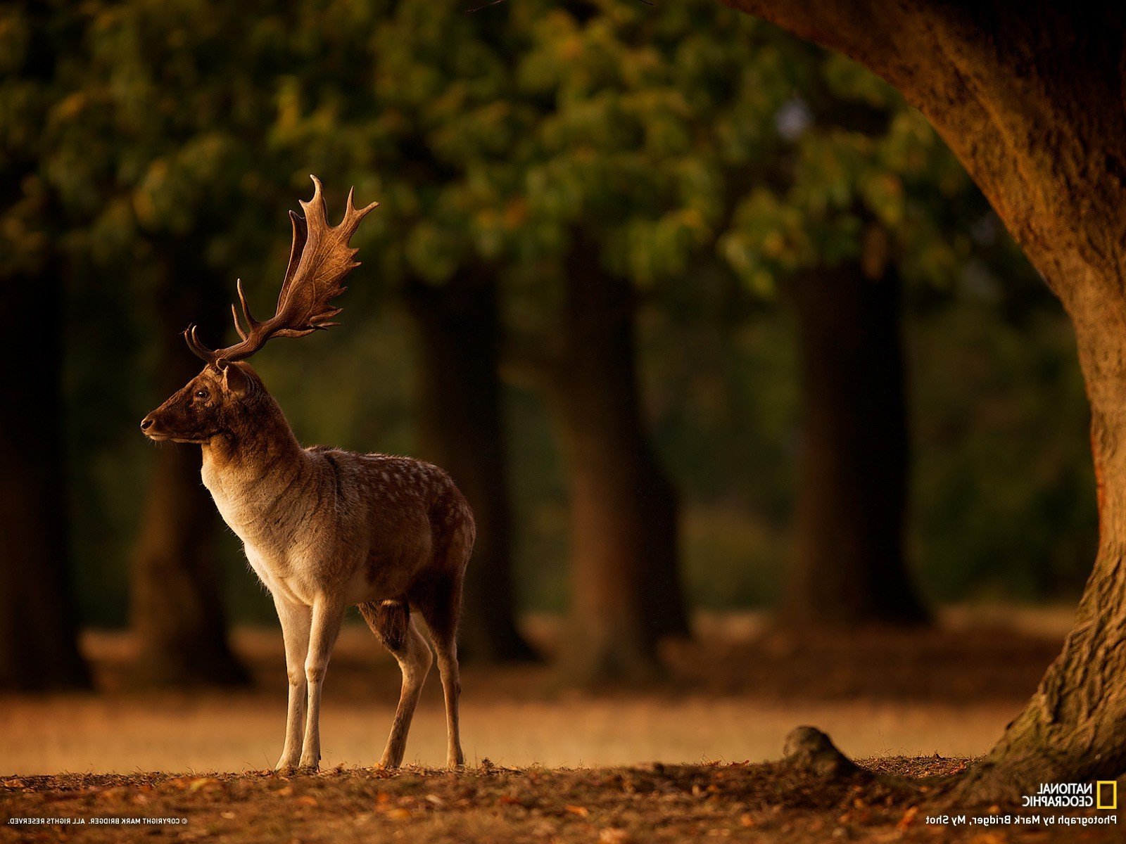 animals, Blurred, Deer, Depth, Of, Field, Fall, Horns, National, Geographic, Trees Wallpaper