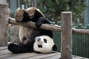 animals, Falling, Fence, Humor, Panda, Trees, Upside, Down, Wood, Wooden, Surface