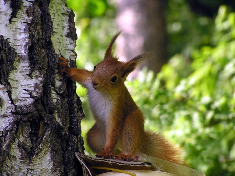 trees, Animals, Squirrels HD Wallpaper Desktop Background