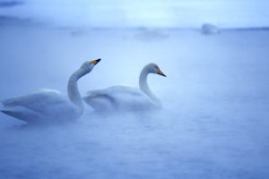 two, White, Swans, In, The, Mist