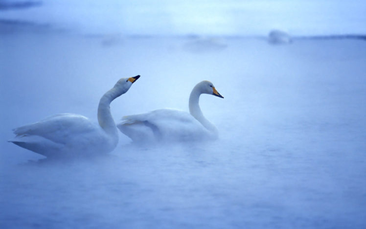 two, White, Swans, In, The, Mist HD Wallpaper Desktop Background