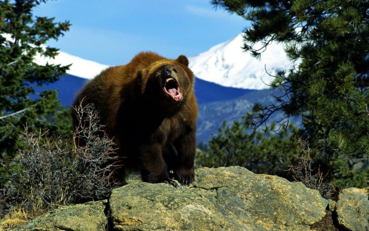 bear HD Wallpaper Desktop Background