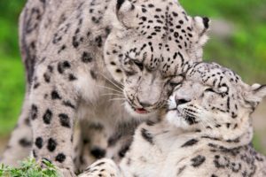 animals, Snow, Leopards