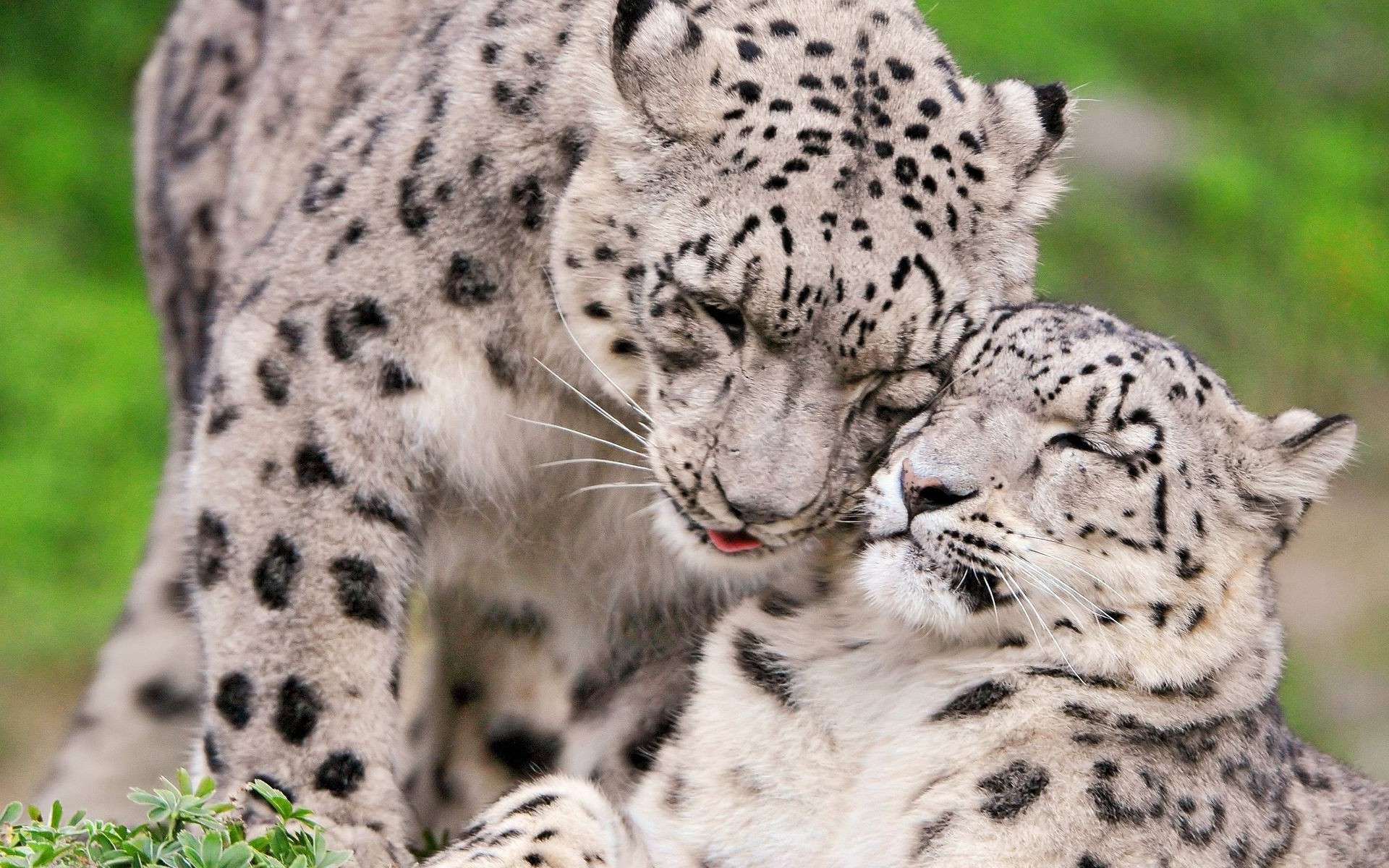 animals, Snow, Leopards Wallpaper