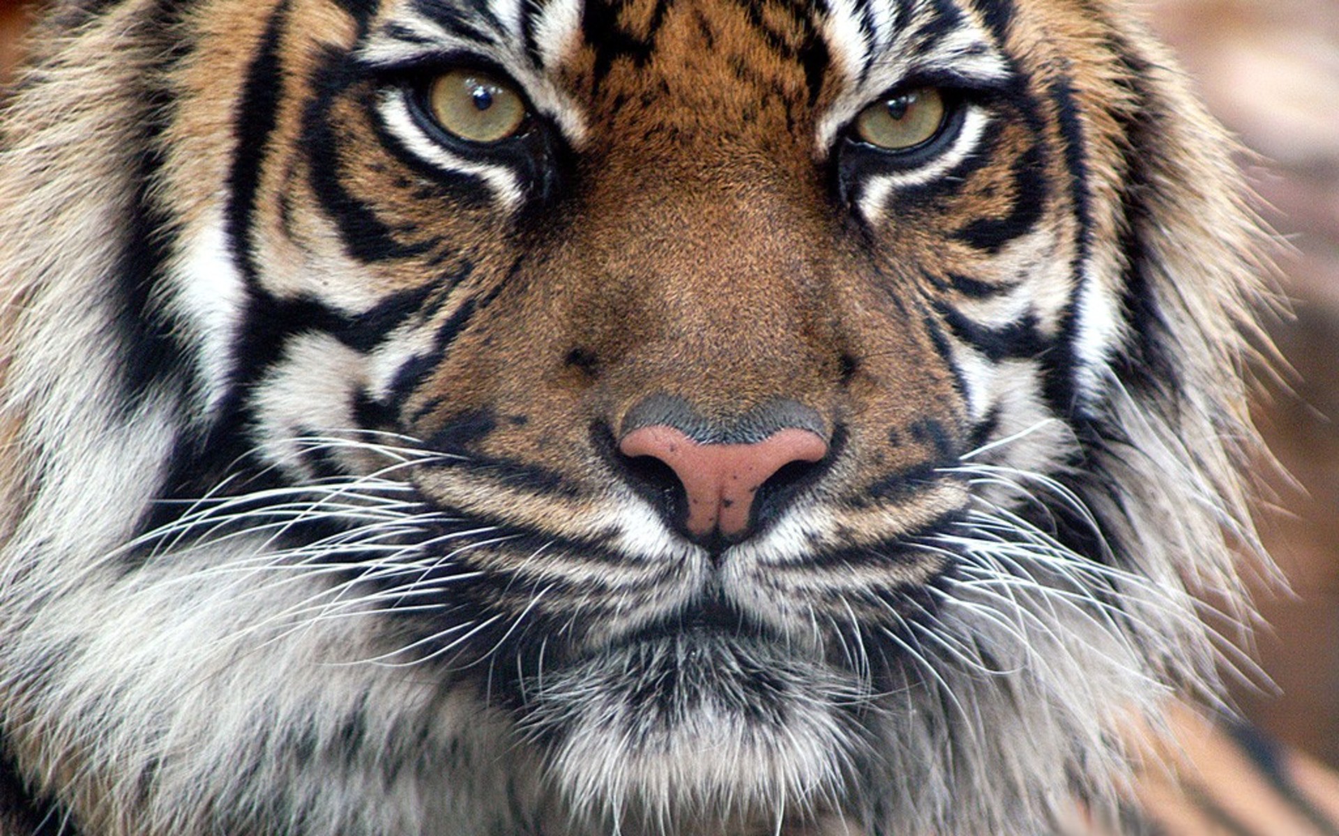 cats, Animals, Tigers, Bengal, Tigers Wallpaper