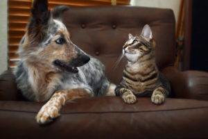 cats, Dogs, Paws, Glance, Animals, Cat, Dog, Humor, Cute