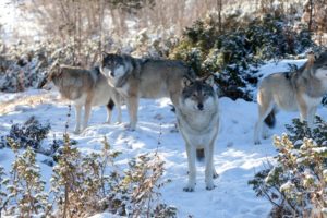 wolves, Snow, Animals, Wolf, Snow