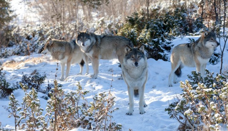 wolves, Snow, Animals, Wolf, Snow HD Wallpaper Desktop Background