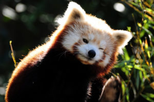 cute, Red, Panda