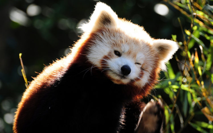 cute, Red, Panda Wallpapers HD / Desktop and Mobile Backgrounds