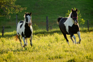 horse, Horses, Prairie