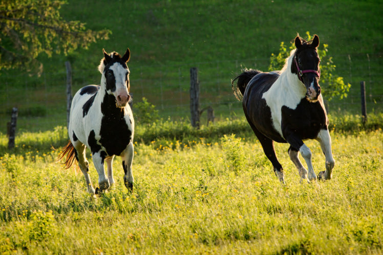 horse, Horses, Prairie HD Wallpaper Desktop Background