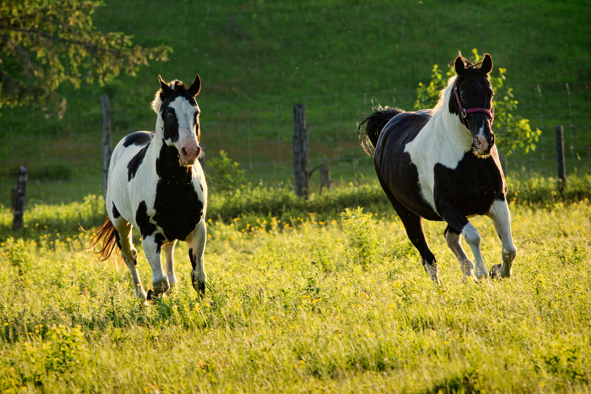 horse, Horses, Prairie Wallpaper
