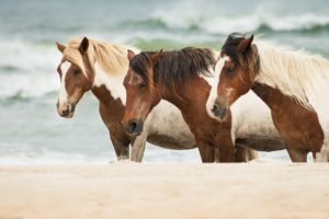 horse, Horses, Sea, Sand