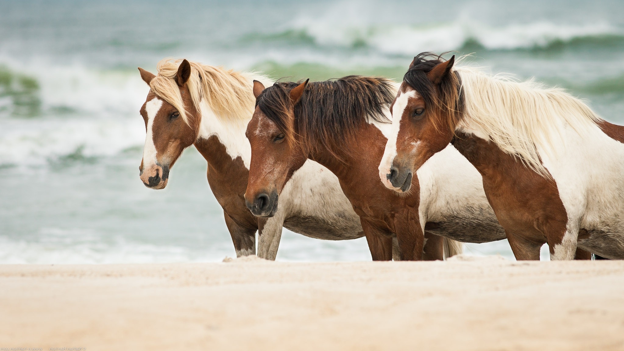 horse, Horses, Sea, Sand Wallpaper