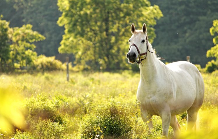 horse, Meadow, Horses HD Wallpaper Desktop Background