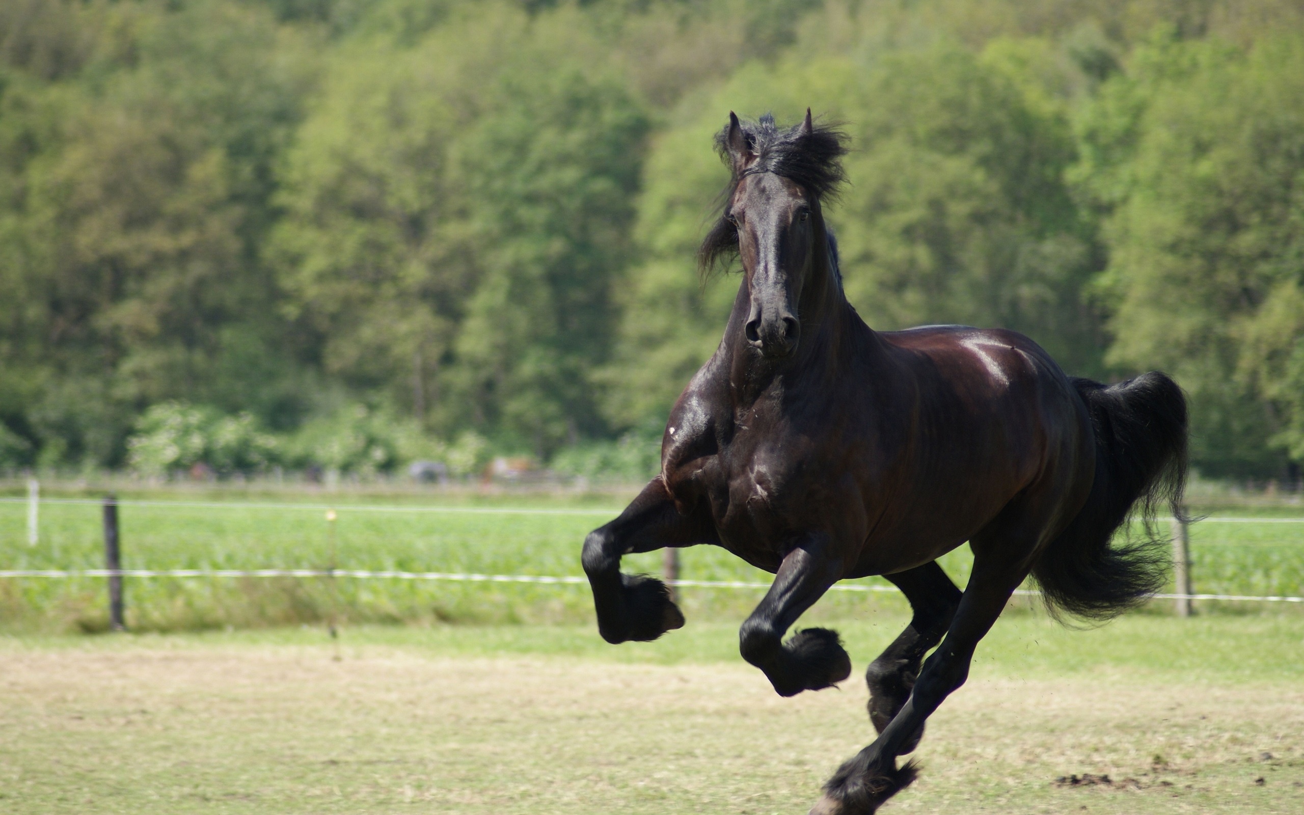 horses, Horse Wallpaper