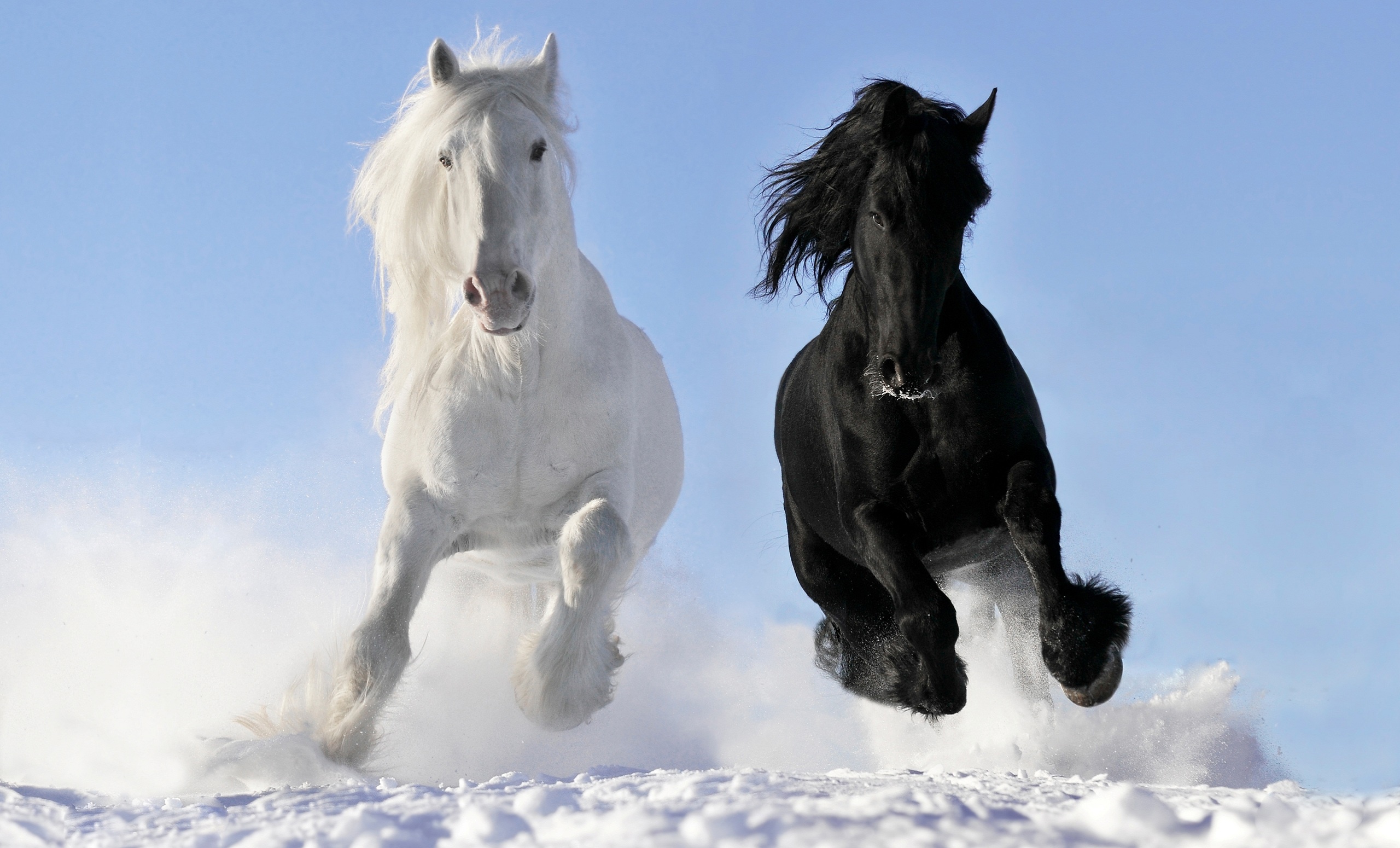 horses, Horse, White Wallpaper