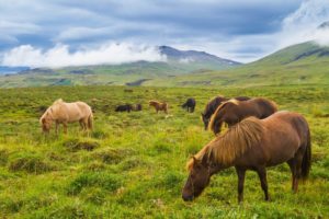 horses, Iceland, Mountain, Prairie, Horses