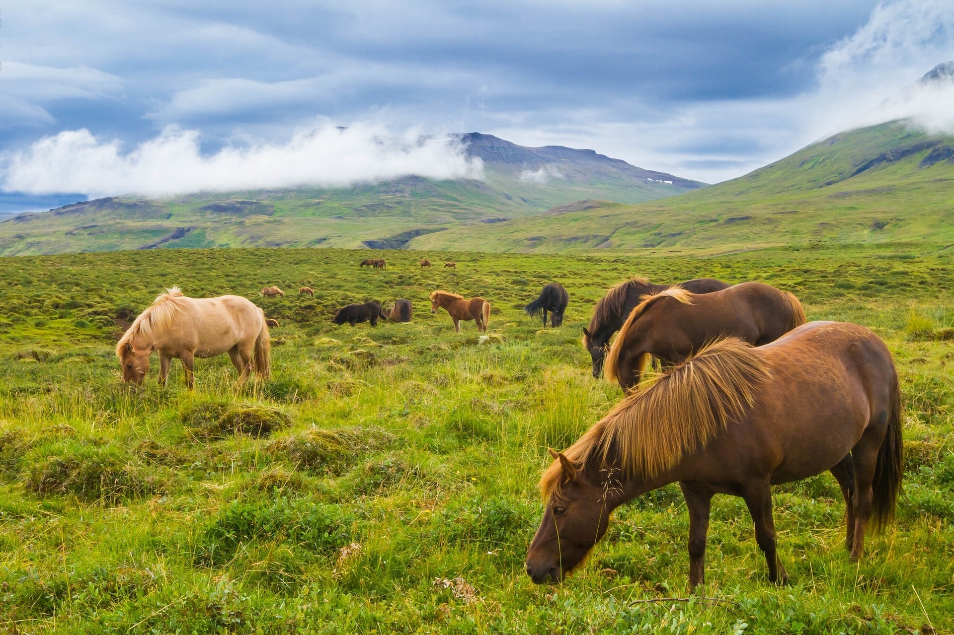 horses, Iceland, Mountain, Prairie, Horses Wallpaper