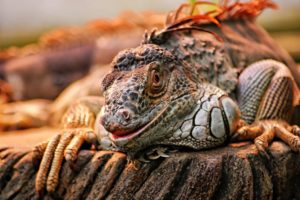 iguana, Lizard