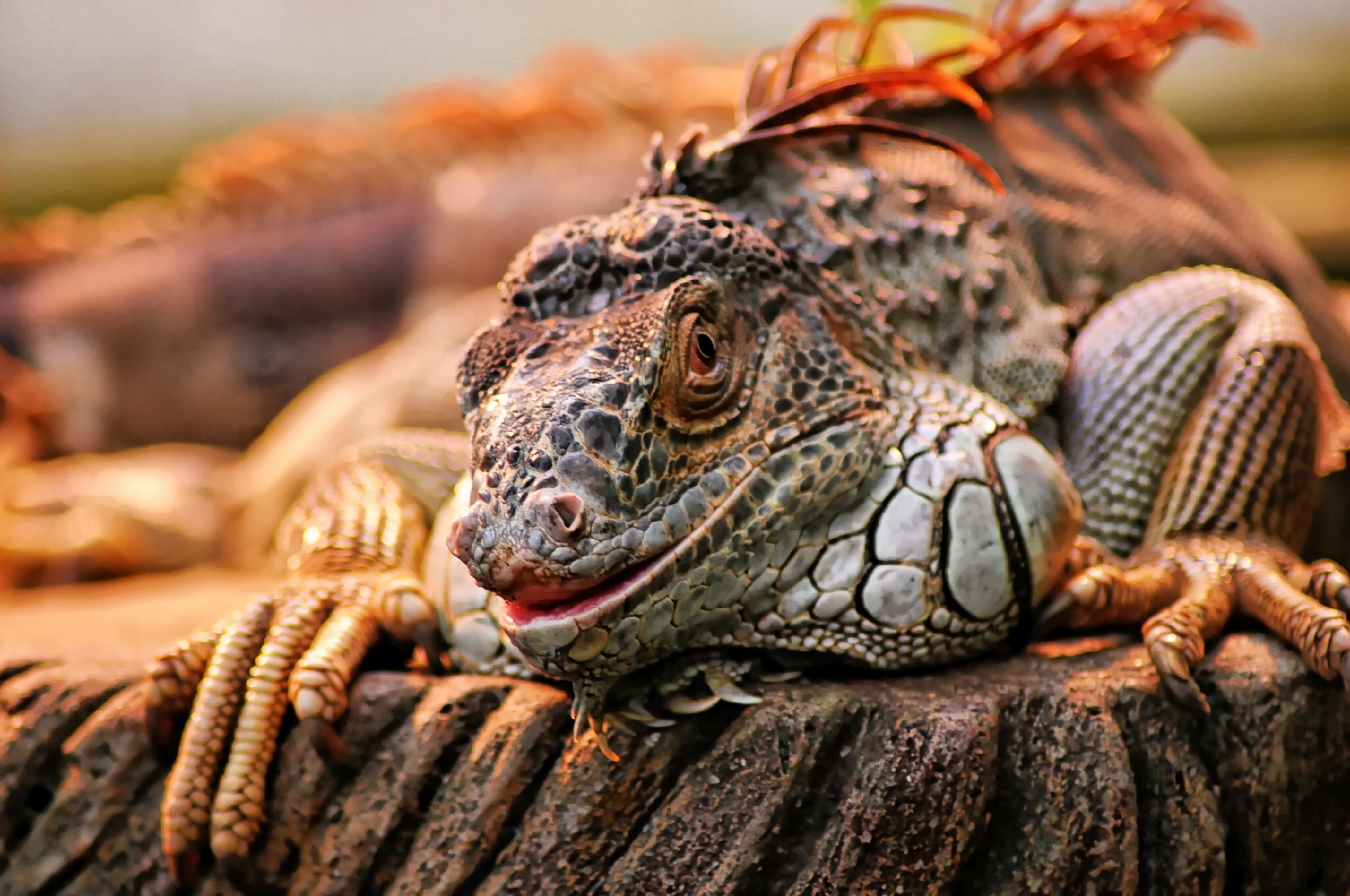 iguana, Lizard Wallpaper