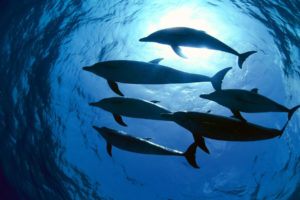 whales, Dolphins, Underwater