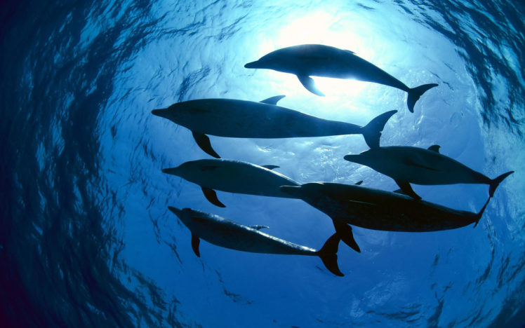 whales, Dolphins, Underwater HD Wallpaper Desktop Background