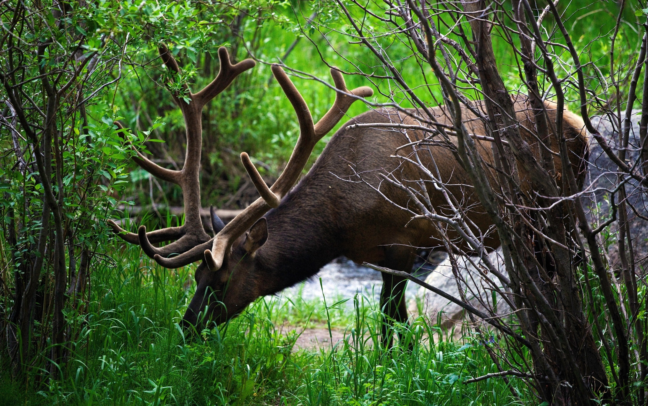 forest, Day, Deer, Animal Wallpaper