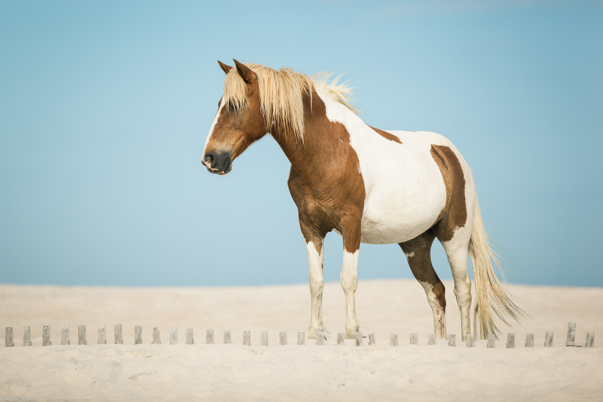 horse, Sand Wallpaper