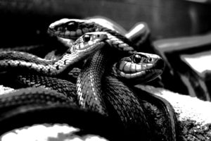 snakes, Grayscale, Monochrome