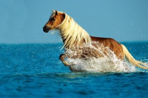 water, Animals, Horses