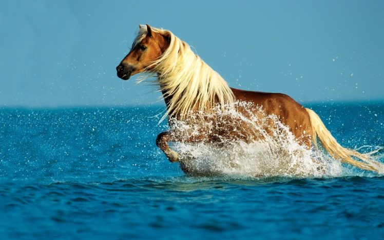 water, Animals, Horses HD Wallpaper Desktop Background