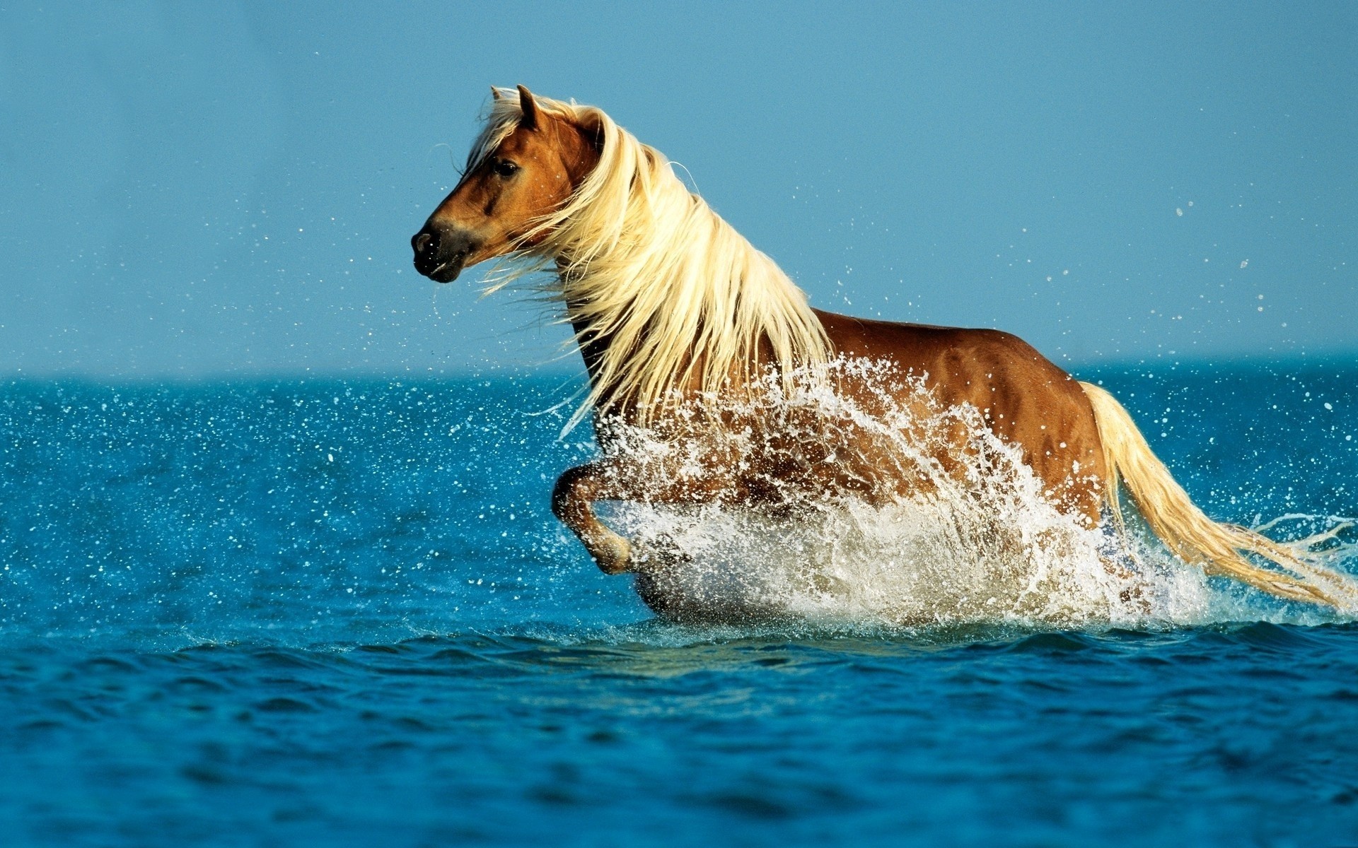 water, Animals, Horses Wallpaper