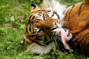animals, Tigers, Tongue
